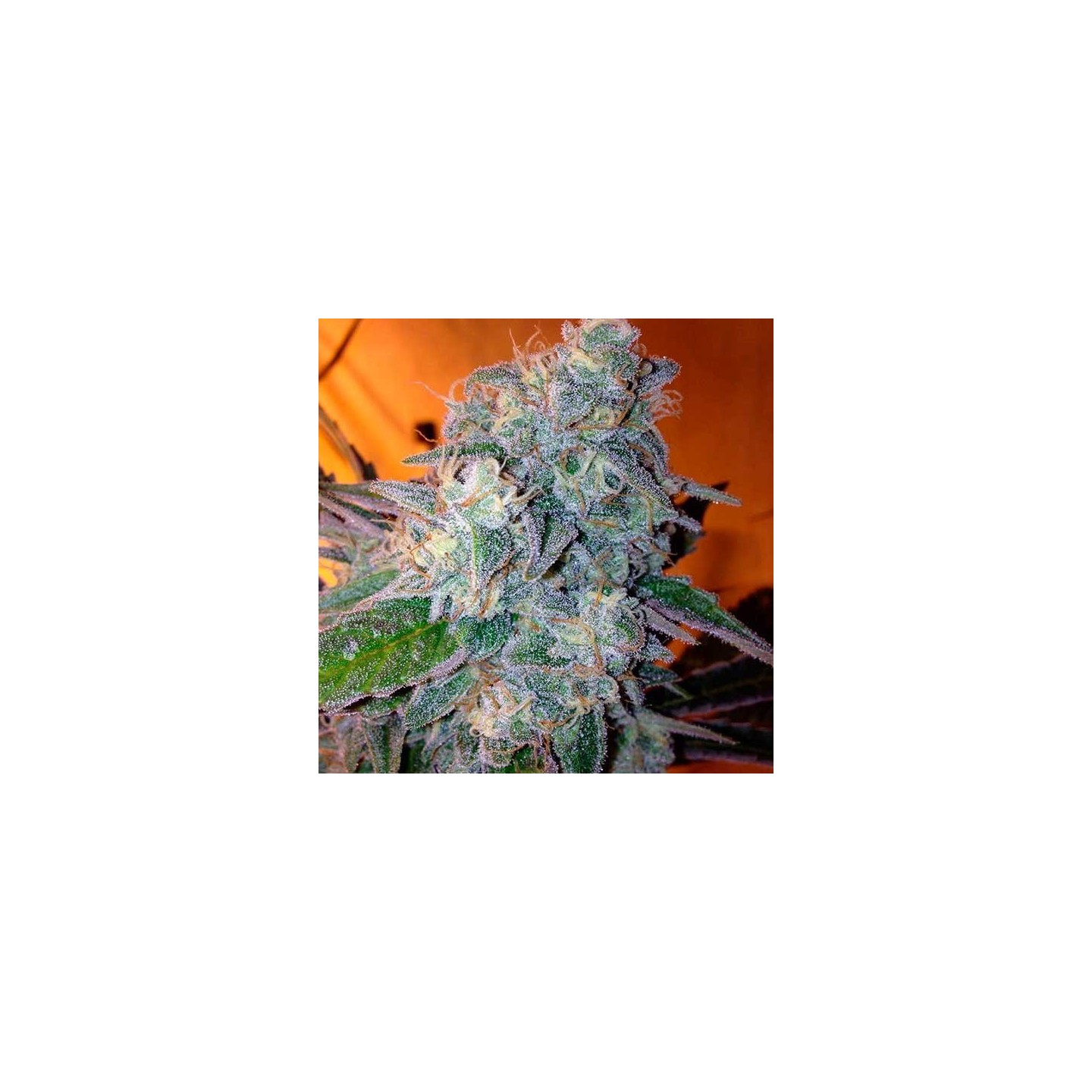 Liberty Haze Feminizada de Barney's Farm