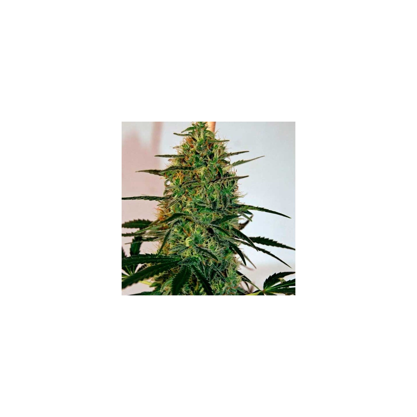 Malana Bomb Autofloreciente Feminizada de Barney's Farm