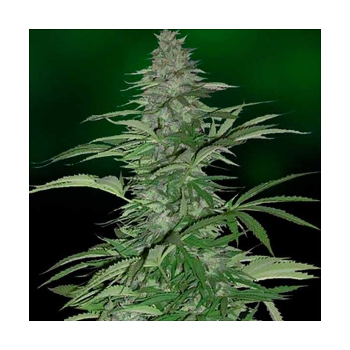 Morning Glory Feminizada de Barney's Farm