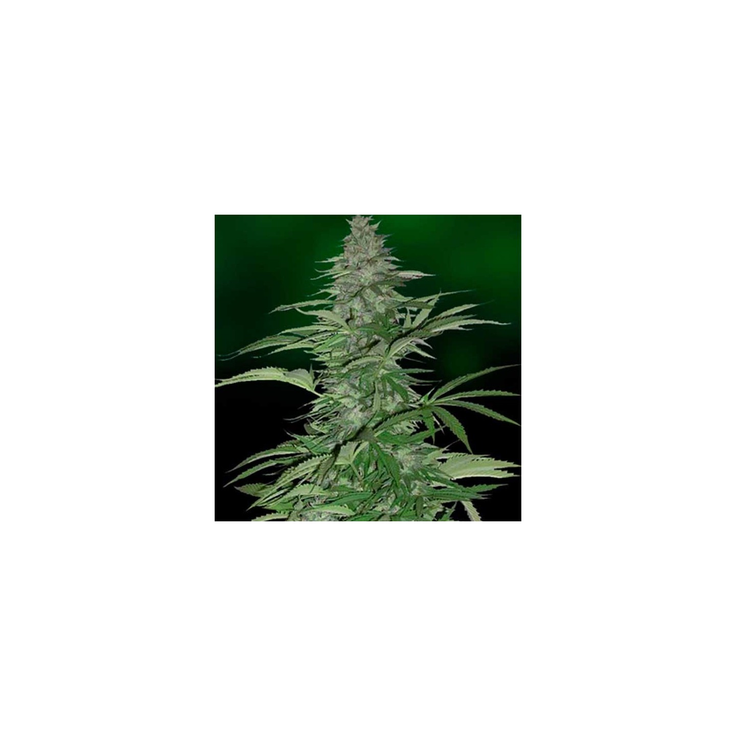 Morning Glory Feminizada de Barney's Farm