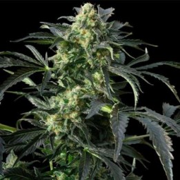 Peppermint Kush Feminizada de Barney's Farm