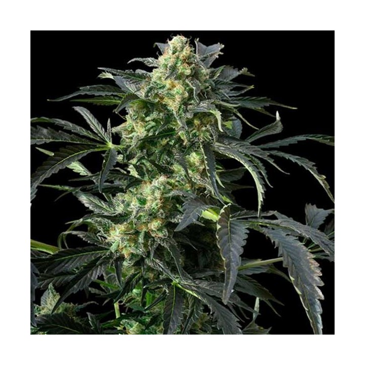 Peppermint Kush Feminizada de Barney's Farm