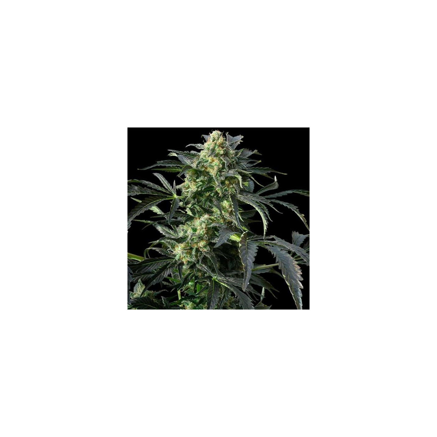 Peppermint Kush Feminizada de Barney's Farm