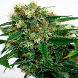 Phatt Fruity Feminizada de Barney's Farm