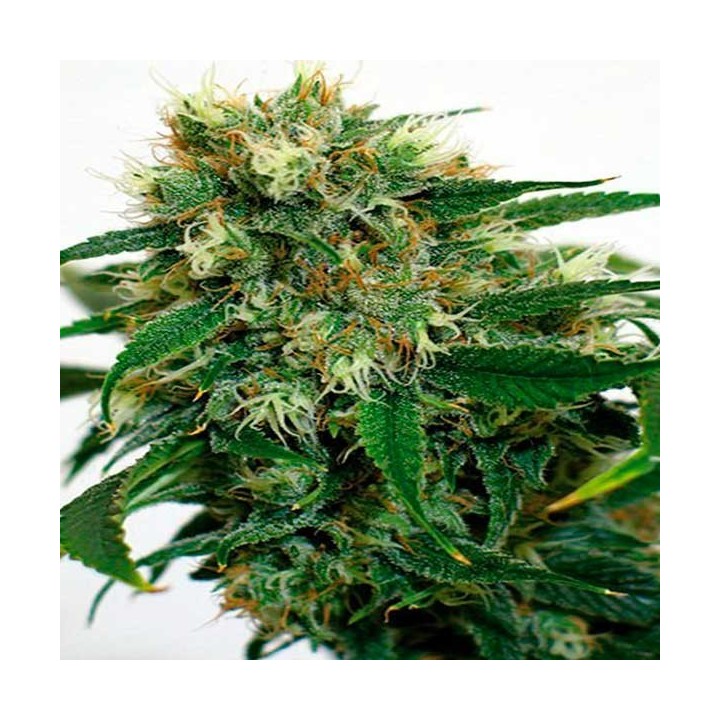 Phatt Fruity Feminizada de Barney's Farm