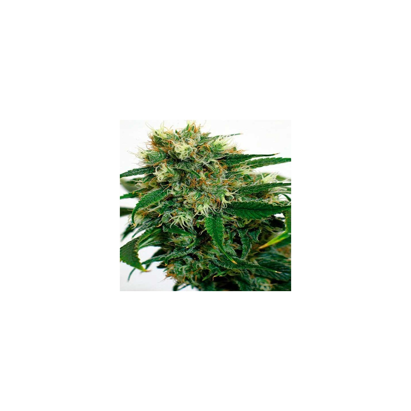 Phatt Fruity Feminizada de Barney's Farm