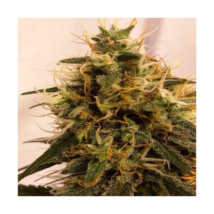 Pineapple Chunk Feminizada de Barney's Farm