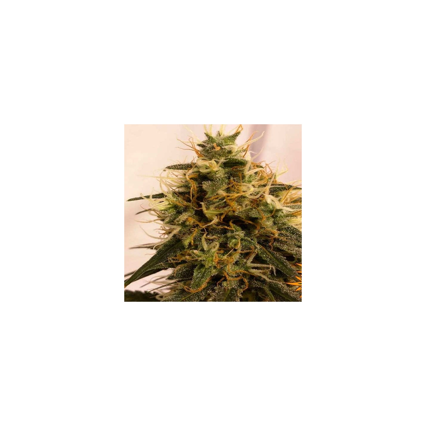Pineapple Chunk Feminizada de Barney's Farm