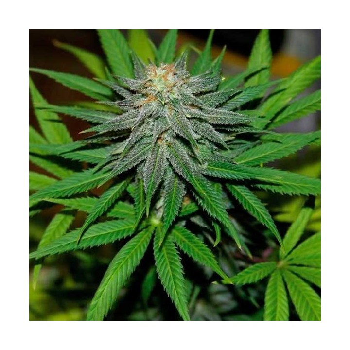 Pineapple Express Autofloreciente Feminizada de Barney's Farm
