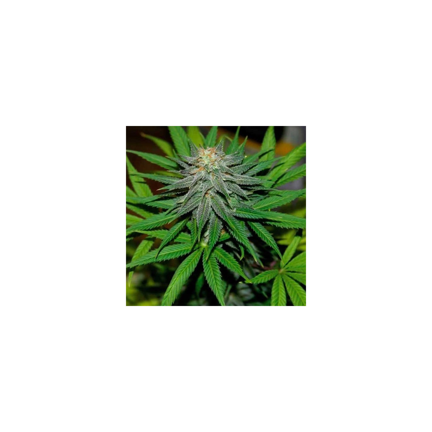 Pineapple Express Autofloreciente Feminizada de Barney's Farm