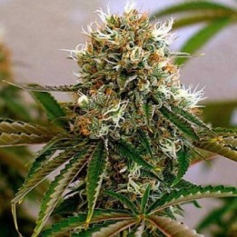 Red Cherry Berry Feminizada de Barney's Farm