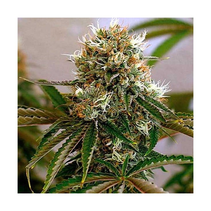 Red Cherry Berry Feminizada de Barney's Farm