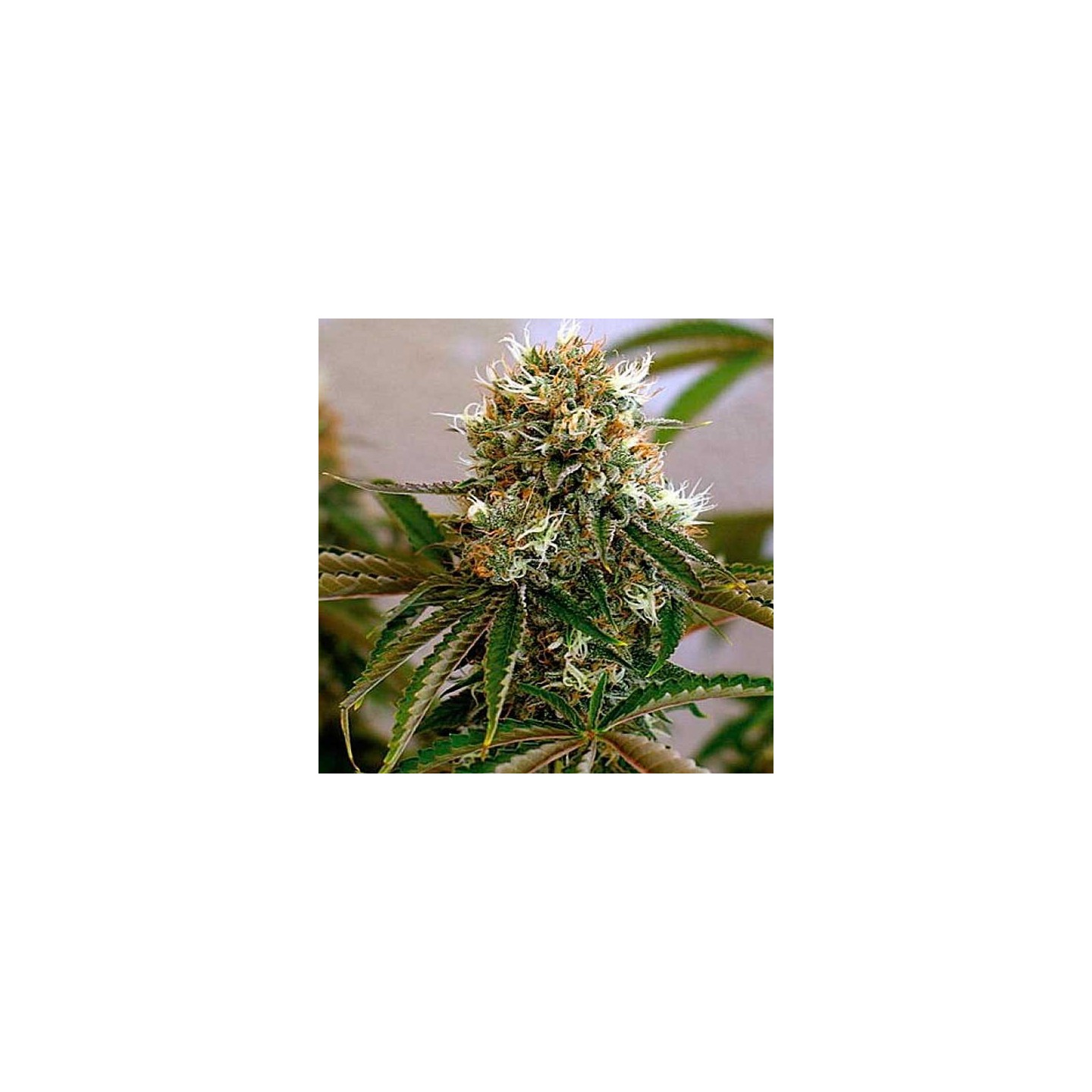 Red Cherry Berry Feminizada de Barney's Farm