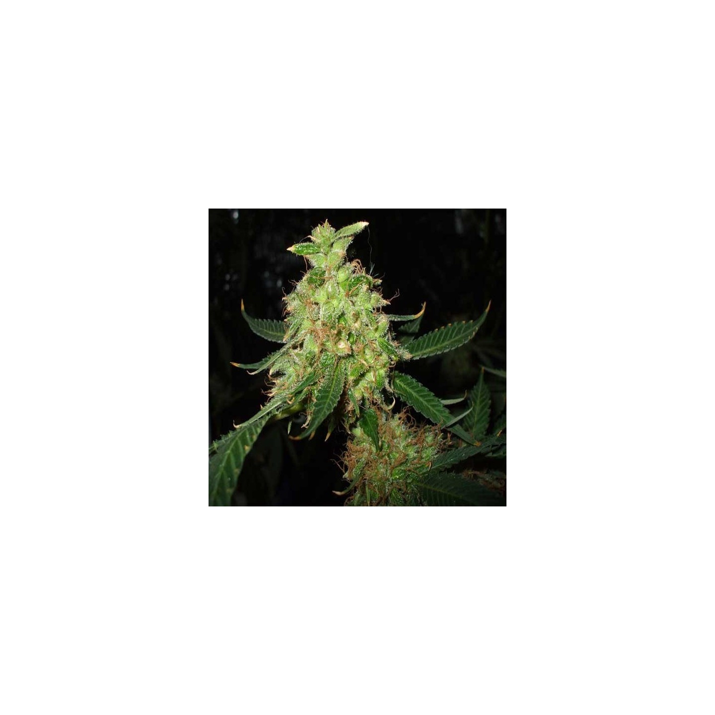 Red Diesel Feminizada de Barney's Farm