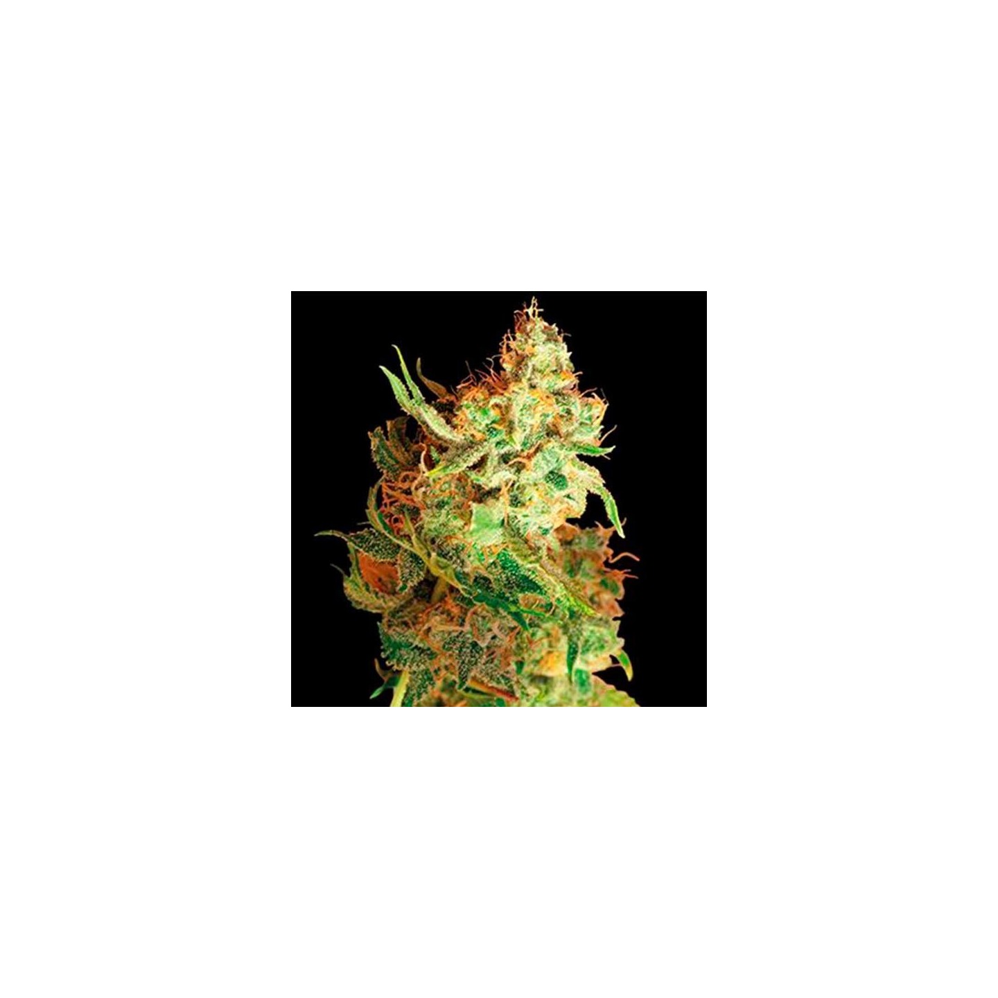 Red Dragon Feminizada de Barney's Farm