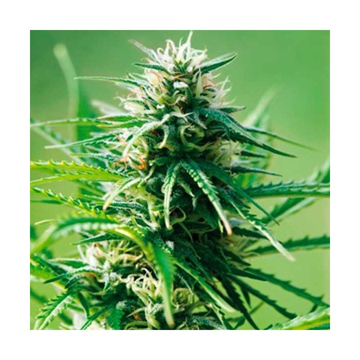 Sweet Tooth Autofloreciente Feminizada de Barney's Farm