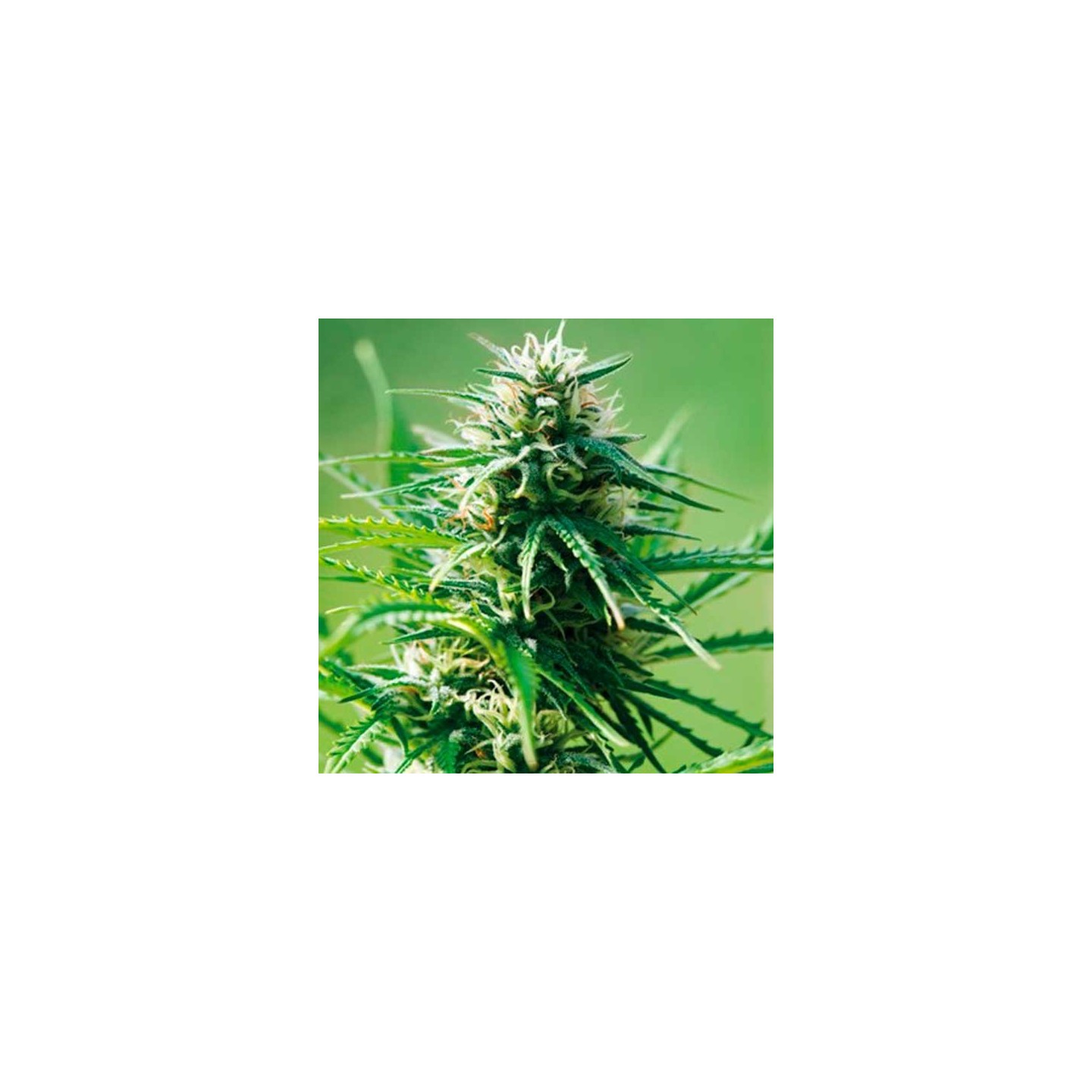 Sweet Tooth Autofloreciente Feminizada de Barney's Farm