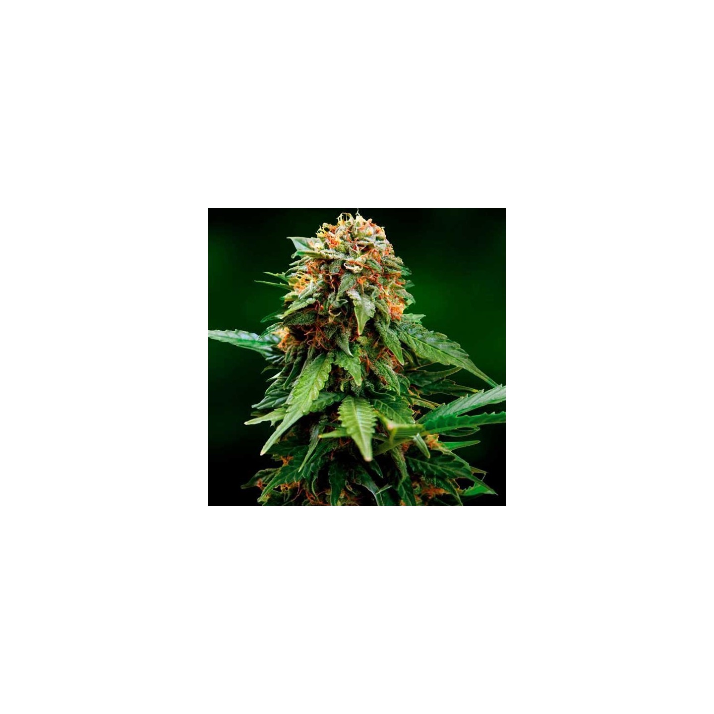 Tangerine Dream Feminizada de Barney's Farm