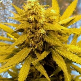 Top Dawg Feminizada de Barney's Farm