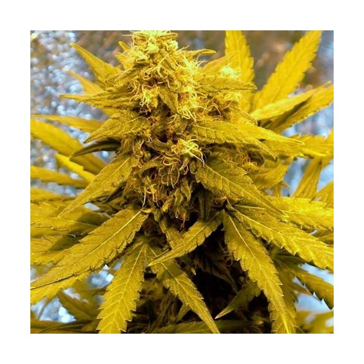Top Dawg Feminizada de Barney's Farm