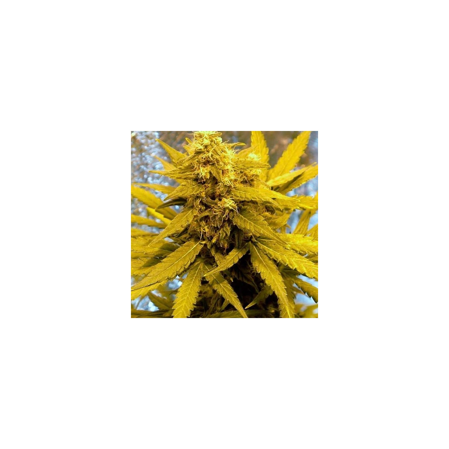 Top Dawg Feminizada de Barney's Farm