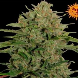 Triple Cheese Feminizada de Barney's Farm