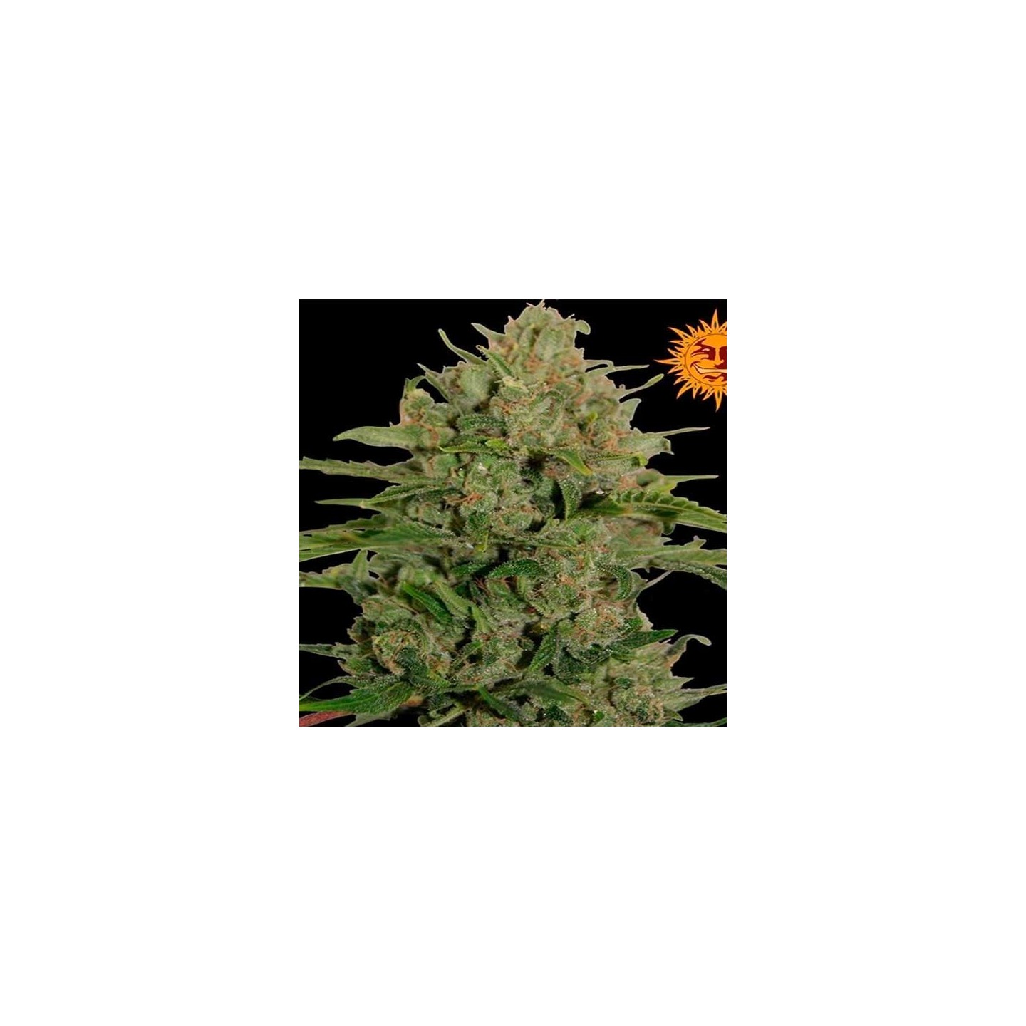 Triple Cheese Feminizada de Barney's Farm