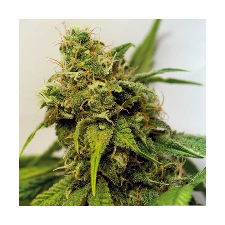 Utopia Haze Feminizada de Barney's Farm