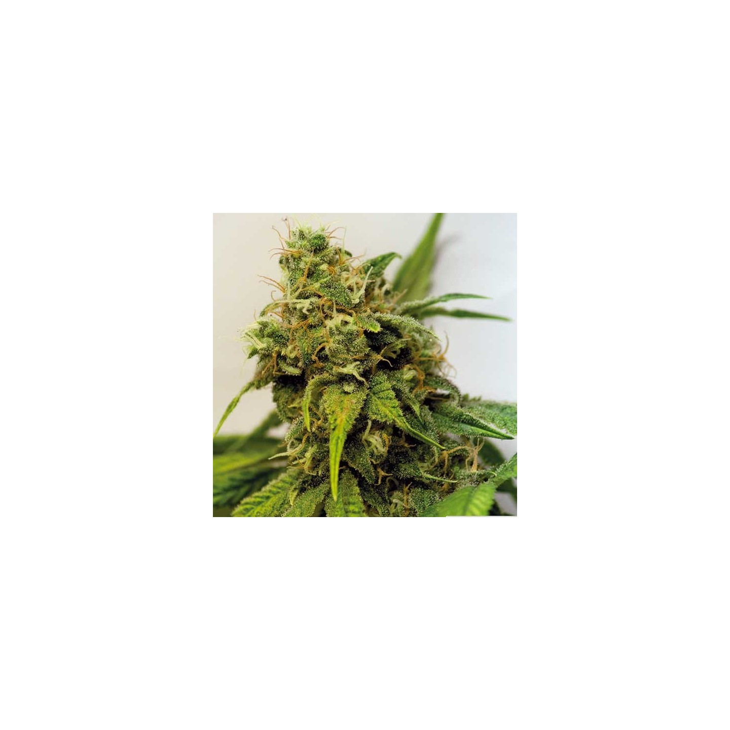 Utopia Haze Feminizada de Barney's Farm