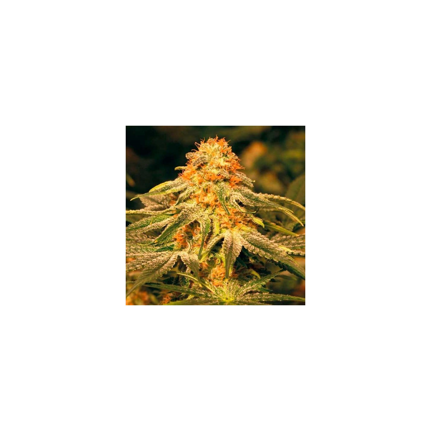 Vanilla Kush Feminizada de Barney's Farm
