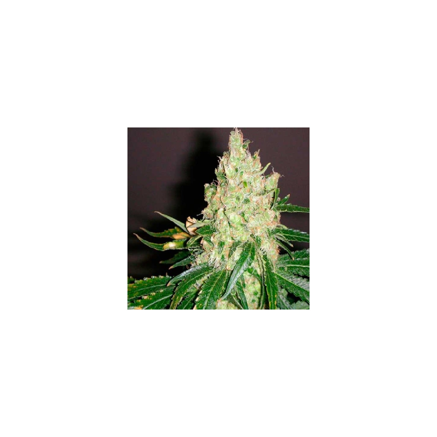 Violator Kush Feminizada de Barney's Farm