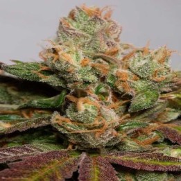 707 Truthband By Emerald Mountain Feminizada de Humboldt Seeds