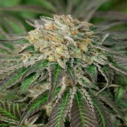 Amherst Sour Diesel Feminizada de Humboldt Seeds