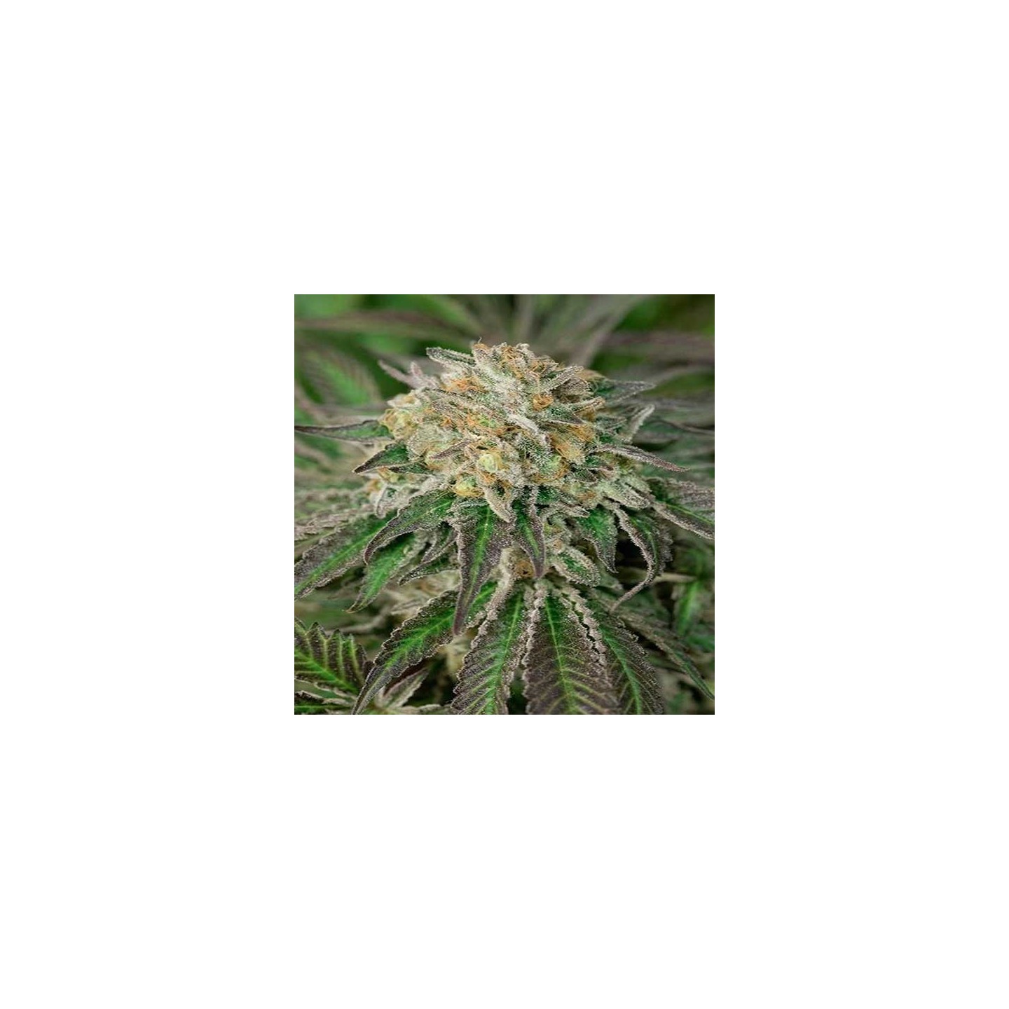 Amherst Sour Diesel Feminizada de Humboldt Seeds