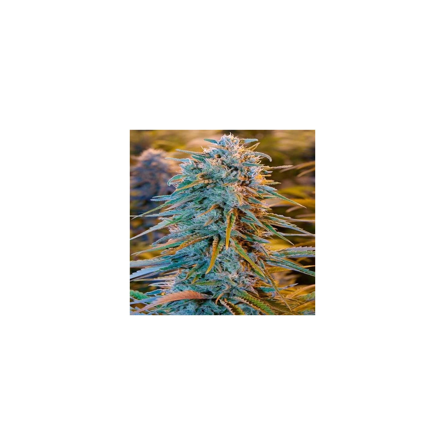 Blue Dream Feminizada de Humboldt Seeds