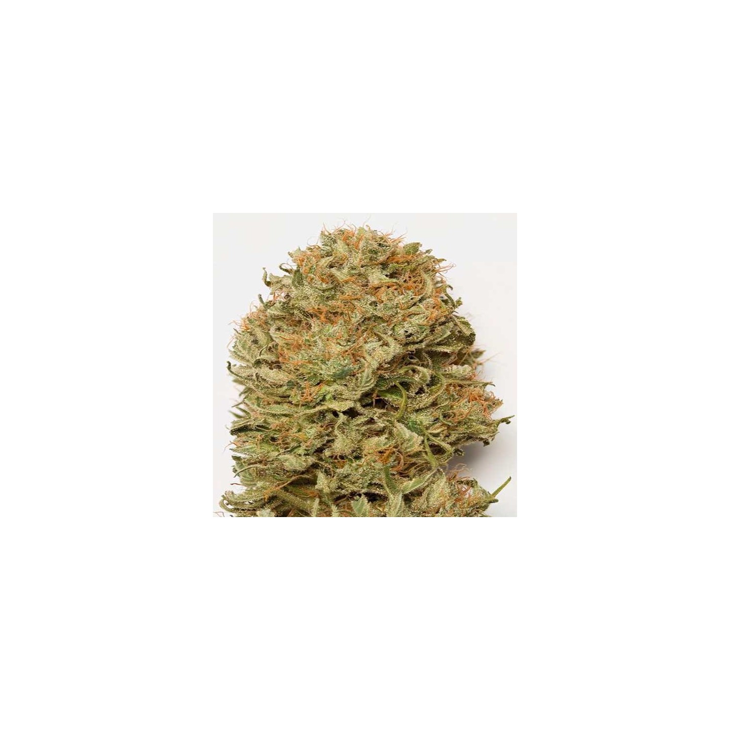 Blue Dream Autofloreciente Feminizada de Humboldt Seeds