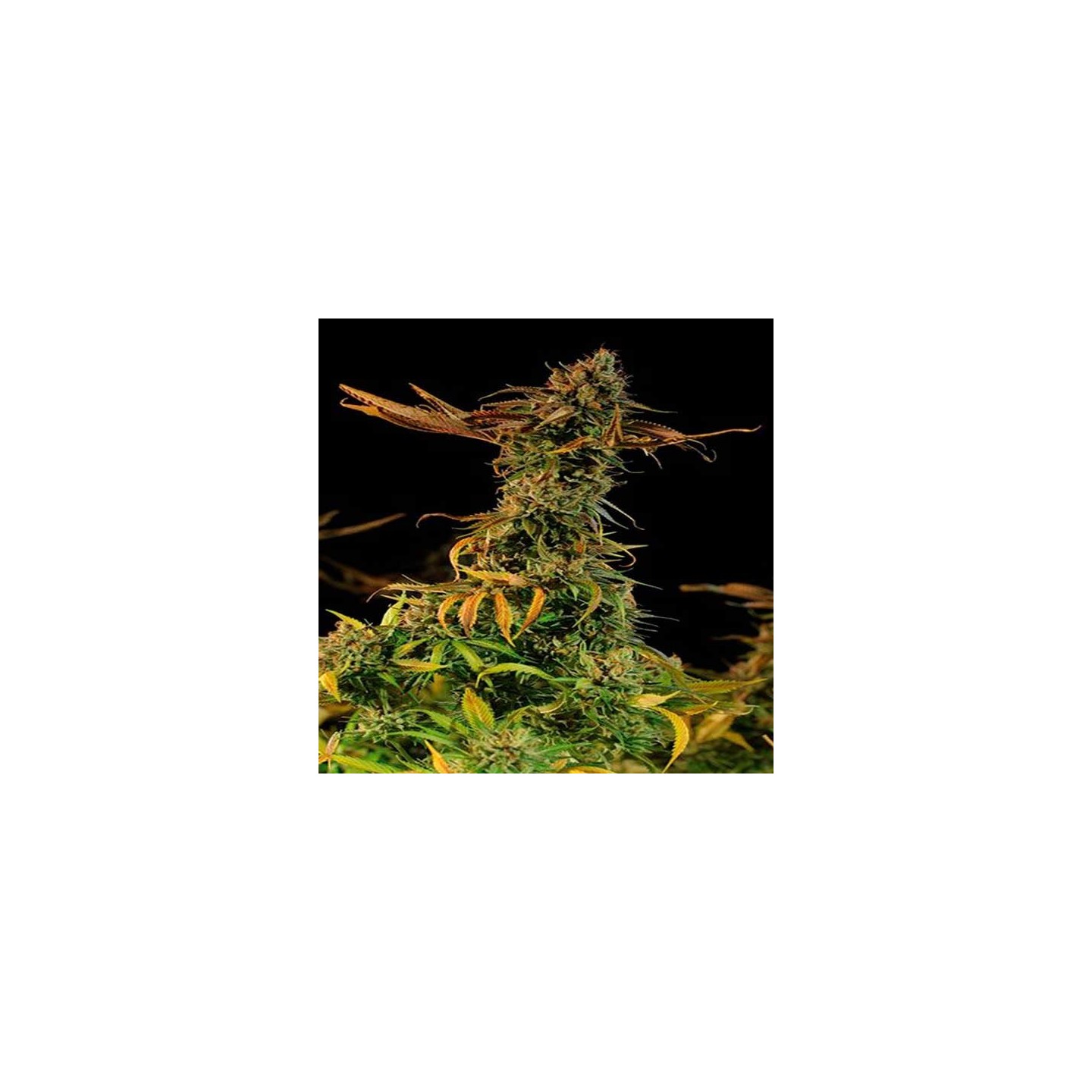 Blueberry Headband Feminizada de Humboldt Seeds