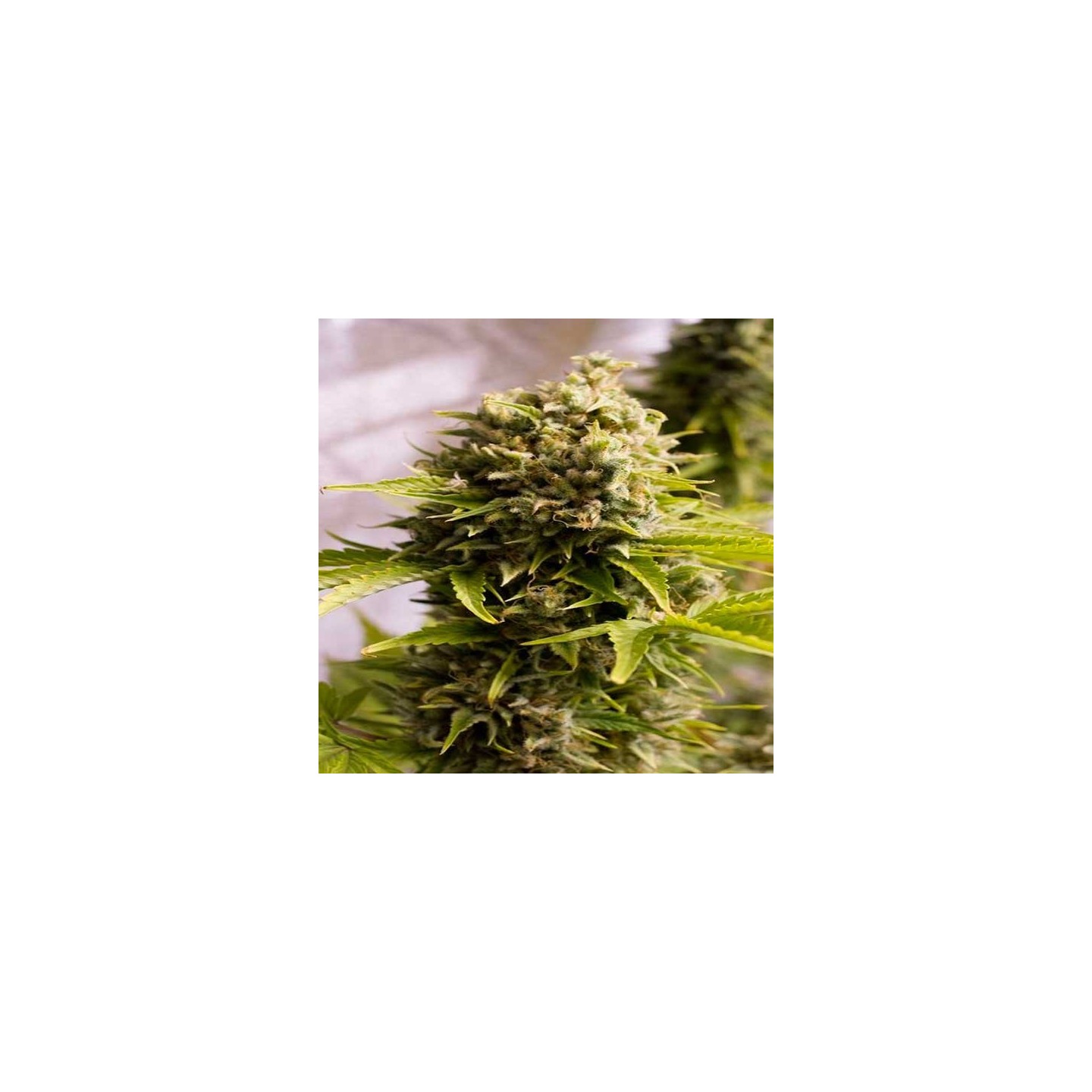 Bubba Cheese Autofloreciente Feminizada de Humboldt Seeds