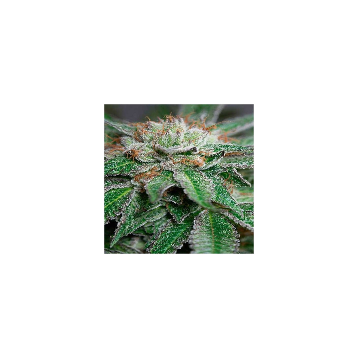 Bubba Kush Feminizada de Humboldt Seeds