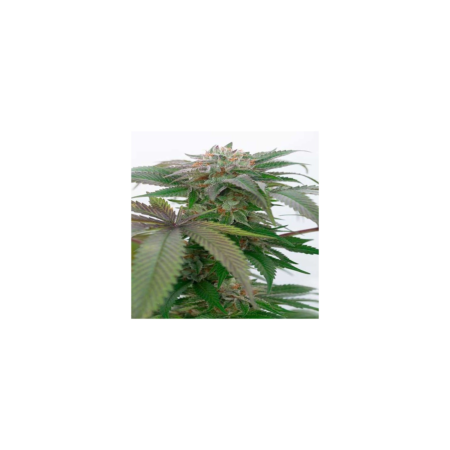 Bubba Kush 2.0 Feminizada de Humboldt Seeds