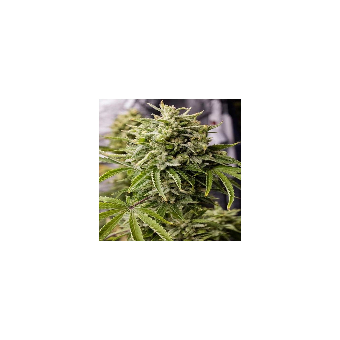 Bubba Kush Autofloreciente Feminizada de Humboldt Seeds