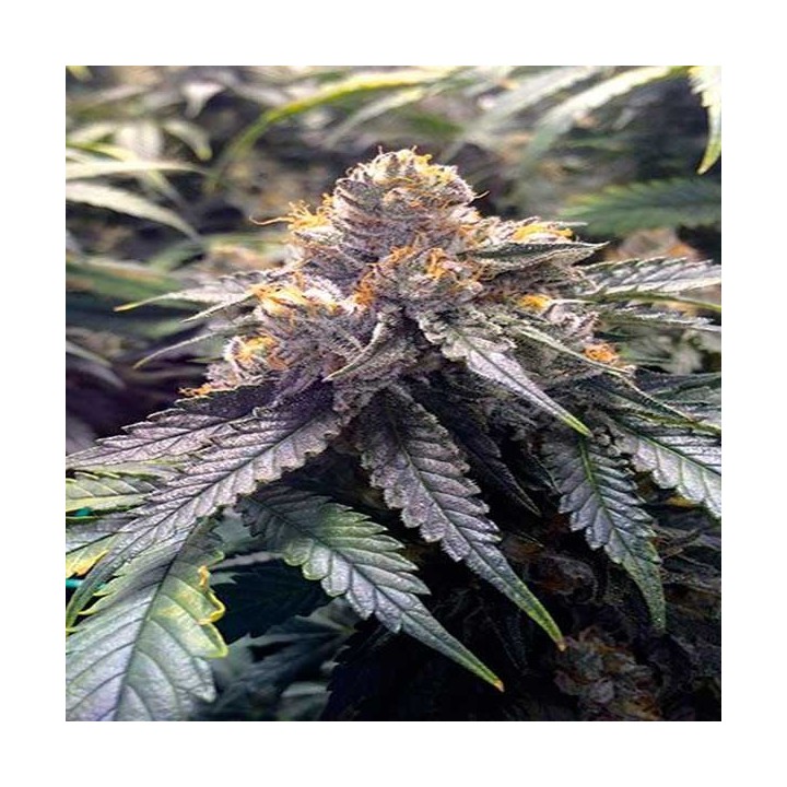 Bubba's Gift Feminizada de Humboldt Seeds