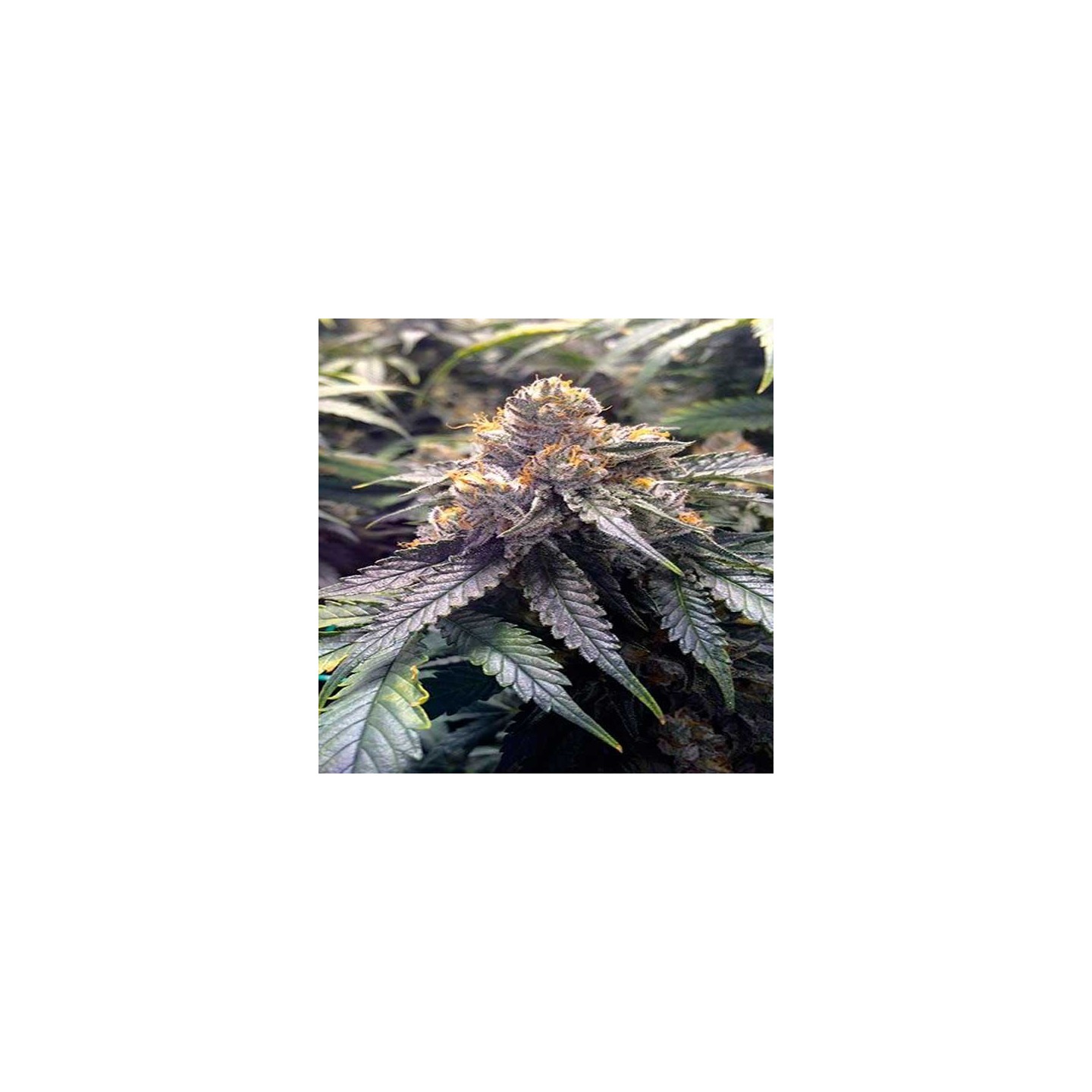 Bubba's Gift Feminizada de Humboldt Seeds