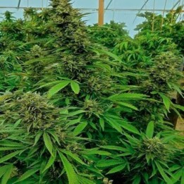 Chendawg Feminizada de Humboldt Seeds