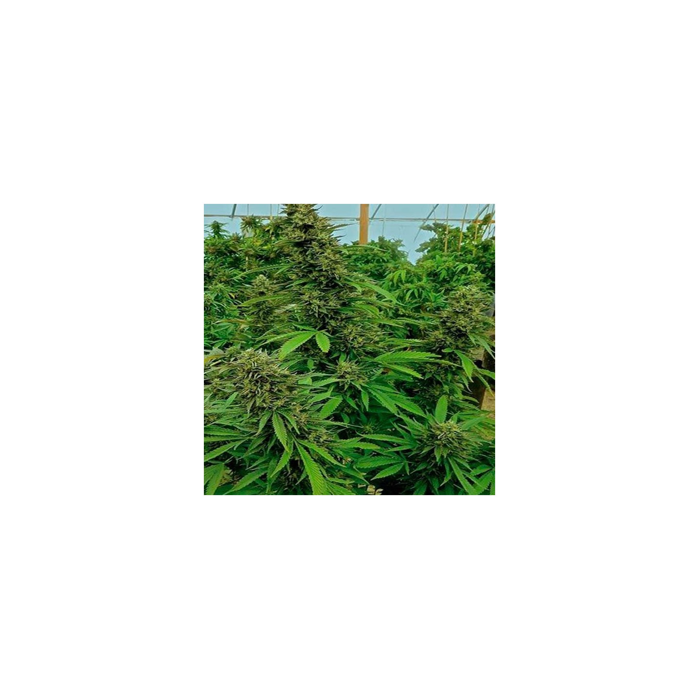Chendawg Feminizada de Humboldt Seeds
