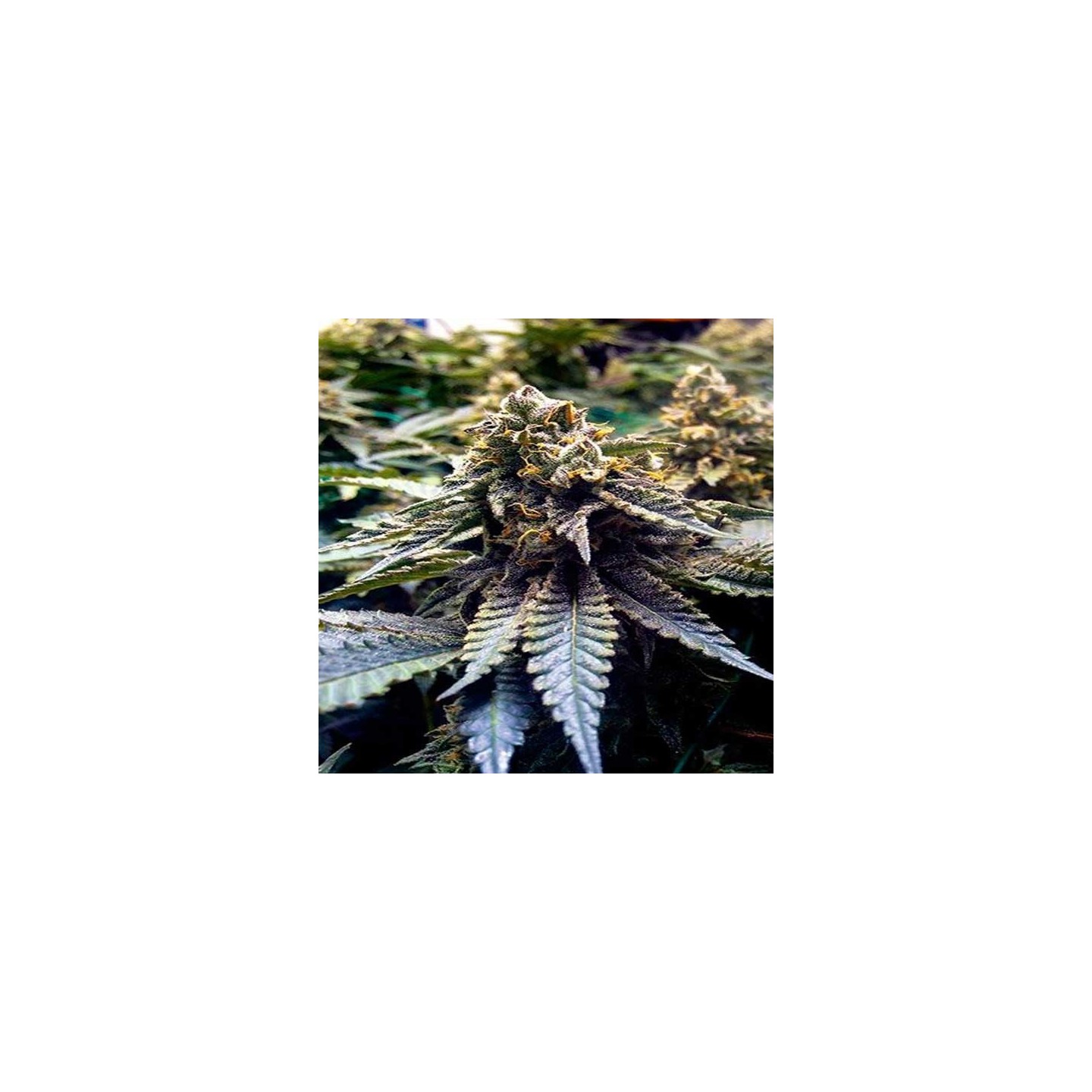 Chocolate Mint Og Feminizada de Humboldt Seeds