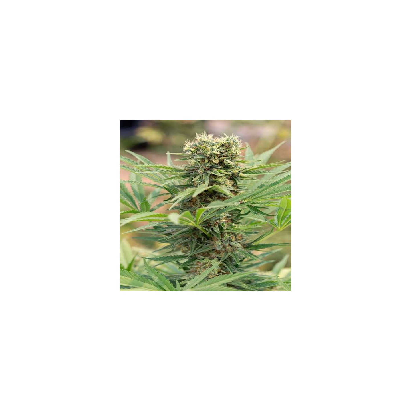 Dedoverde Haze Feminizada de Humboldt Seeds