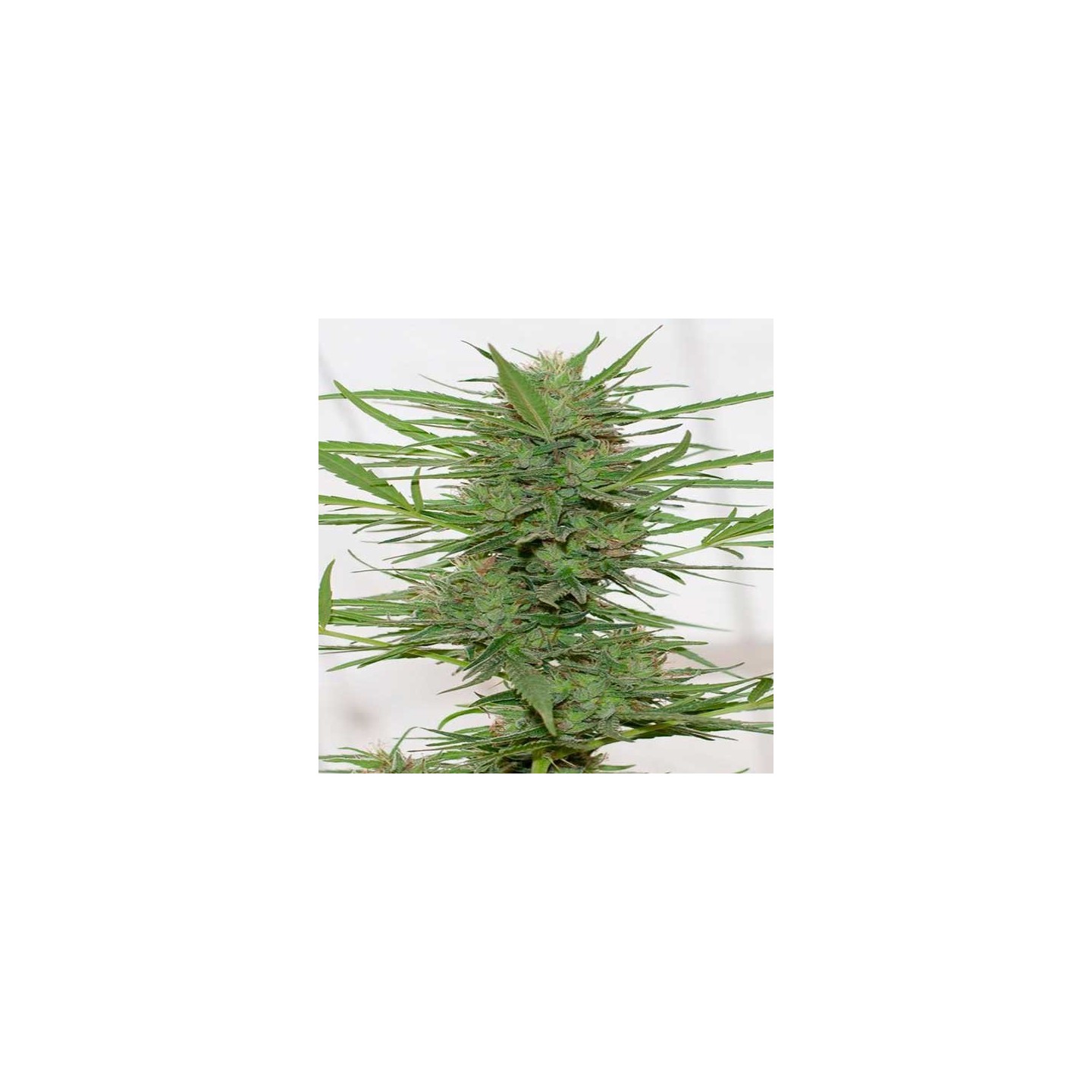 Dedoverde Haze Autofloreciente Feminizada de Humboldt Seeds