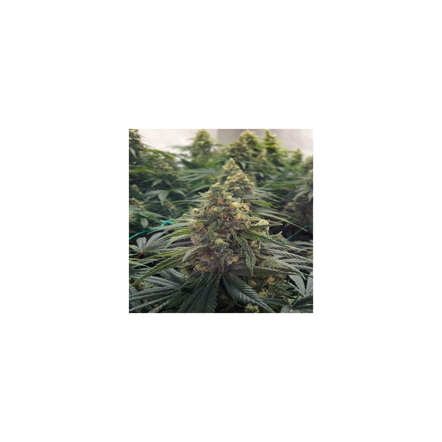 Desert Diesel Feminizada de Humboldt Seeds
