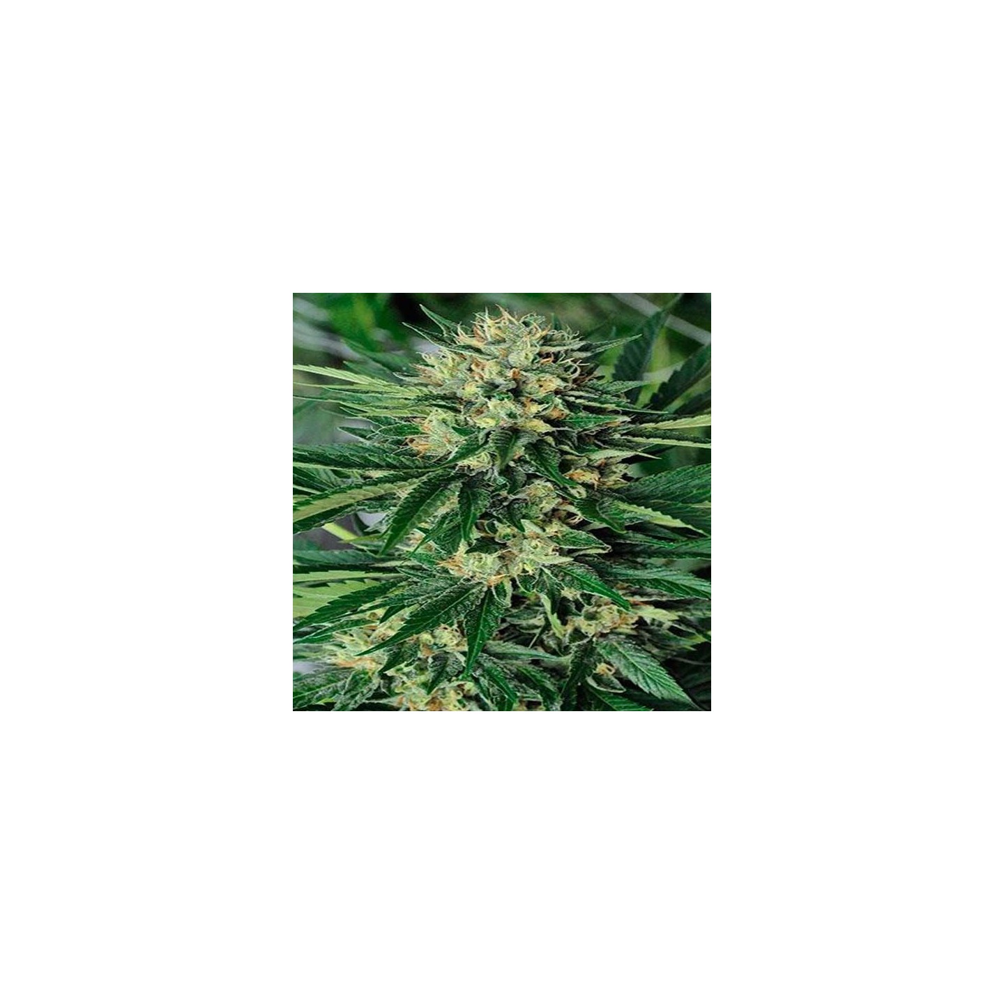 Dr. Greenthumb's Em-Dog By B-Real Feminizada de Humboldt Seeds